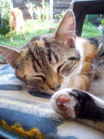 Kätzin Ibiza / © 2015 Privat