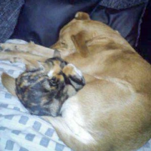 Kätzin Ibiza mit Hundefreundin / © 2015 Privat Kätzin Ibiza mit Hundefreundin / © 2015 Privat