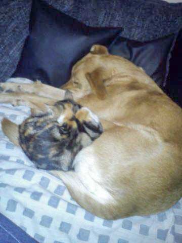 Kätzin Ibiza mit Hundefreundin / © 2015 Privat