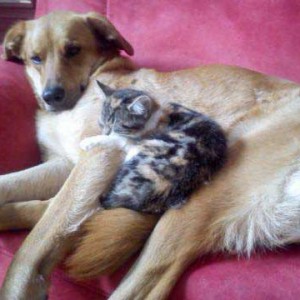 Kätzin Ibiza mit Hundefreundin / © 2015 Privat Kätzin Ibiza mit Hundefreundin / © 2015 Privat