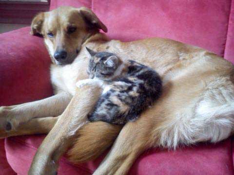 Kätzin Ibiza mit Hundefreundin / © 2015 Privat