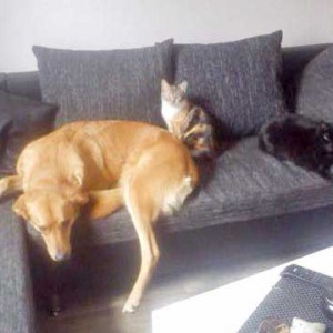 Kätzin Ibiza (m.) mit Hunde- und Katzenfreundin / © 2015 Privat Kätzin Ibiza (m.) mit Hunde- und Katzenfreundin / © 2015 Privat