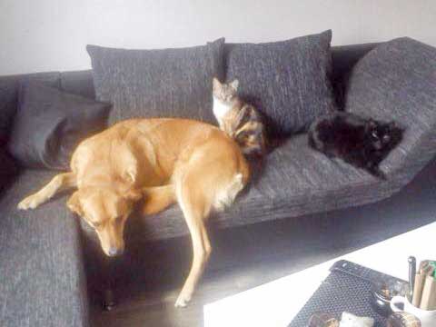 Kätzin Ibiza (m.) mit Hunde- und Katzenfreundin / © 2015 Privat