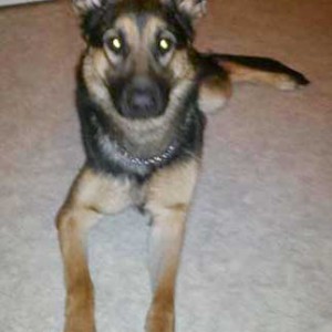 Hündin Hexe / © 2015 Privat