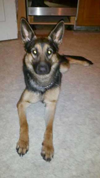 Hündin Hexe / © 2015 Privat