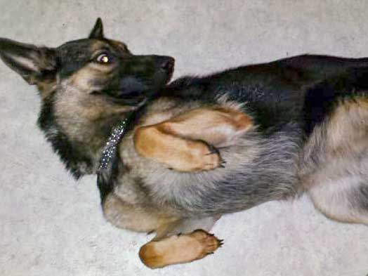 Hündin Hexe  /  © 2015 Privat Hündin Hexe / © 2015 Privat