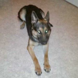 Hündin Hexe / © 2015 Privat