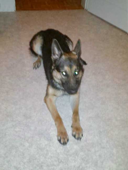 Hündin Hexe / © 2015 Privat