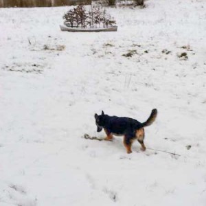 Hündin Hexe / © 2015 Privat