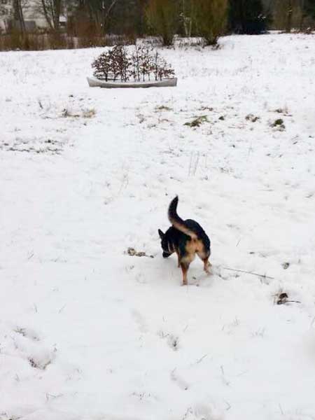 Hündin Hexe / © 2015 Privat