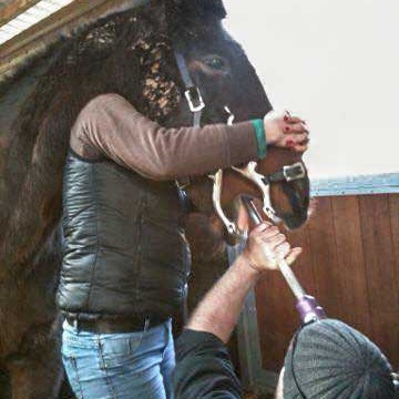 Gnadenhof-Pferd Sir Tobi beim Zahnarzt  / © 2015 Arche KaNaum (DN) Gnadenhof-Pferd Sir Tobi beim Zahnarzt / © 2015 Arche KaNaum (DN)