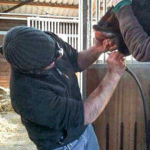 Gnadenhof-Pferd Sir Tobi beim Zahnarzt  / © 2015 Arche KaNaum (DN) Gnadenhof-Pferd Sir Tobi beim Zahnarzt / © 2015 Arche KaNaum (DN)