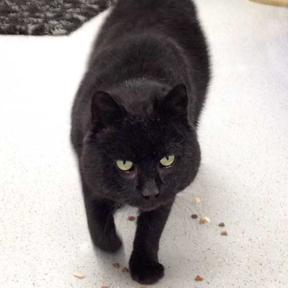 Kater Opi / © 2015 Arche KaNaum (DN)