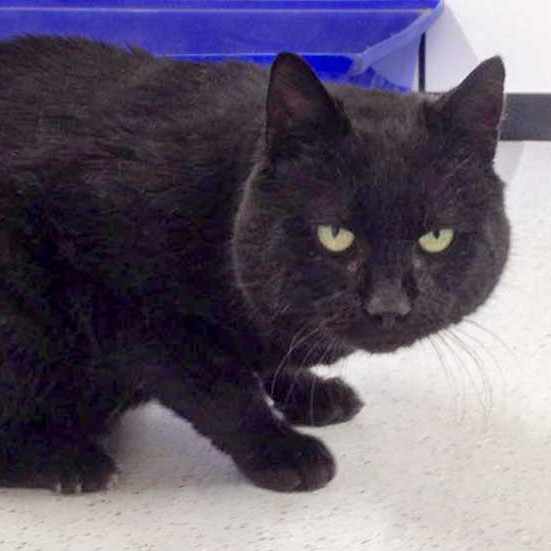 Kater Opi / © 2015 Arche KaNaum (DN)