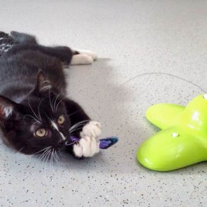 Kater Charlie / © 2015 Arche KaNaum (DN) Kater Charlie / © 2015 Arche KaNaum (DN)