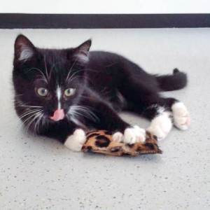 Kater Charlie / © 2015 Arche KaNaum (DN) Kater Charlie / © 2015 Arche KaNaum (DN)