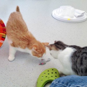 Füchschen und Tigger (v.l.) verstehen sich auf Anhieb / © 2015 Arche KaNaum (DN)