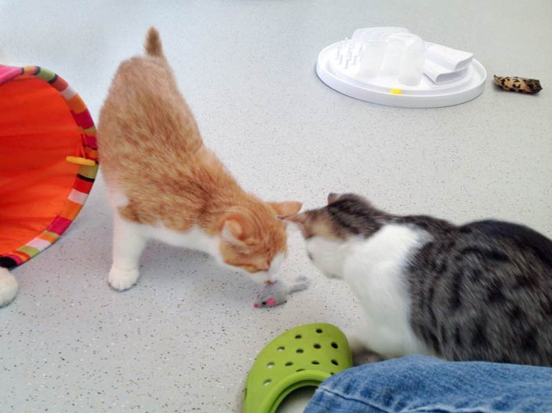 Füchschen und Tigger (v.l.) verstehen sich auf Anhieb / © 2015 Arche KaNaum (DN)