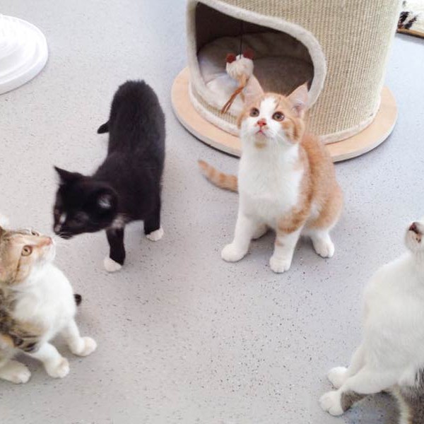 Neue WG: Pünktchen, Charlie, Füchschen und Tigger (v.l.) verstehen sich auf Anhieb / © 2015 Arche KaNaum (DN)