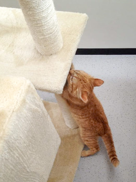 Kater Bernd / © 2015 Arche KaNaum (DN)