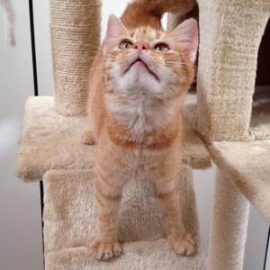 Kater Bernd Kater Bernd / © 2015 Arche KaNaum (DN)