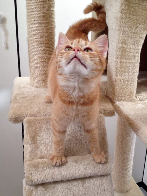 Kater Bernd / © 2015 Arche KaNaum (DN)