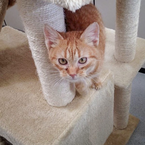 Kater Bernd Kater Bernd / © 2015 Arche KaNaum (DN)