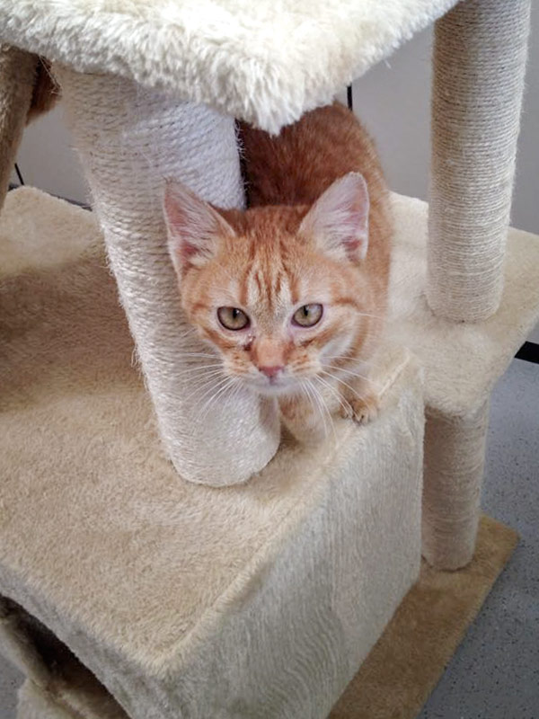 Kater Bernd / © 2015 Arche KaNaum (DN)