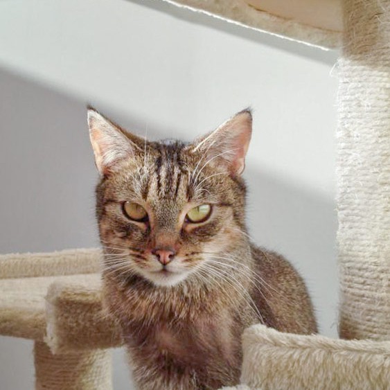 Kater Lenny Kater Lenny / © 2015 Arche KaNaum (DN)