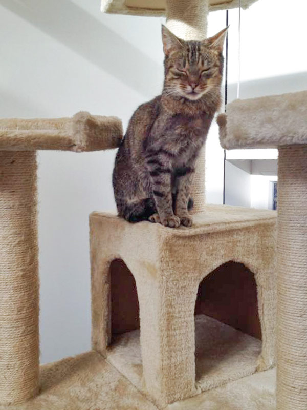 Kater Lenny / © 2015 Arche KaNaum (DN)