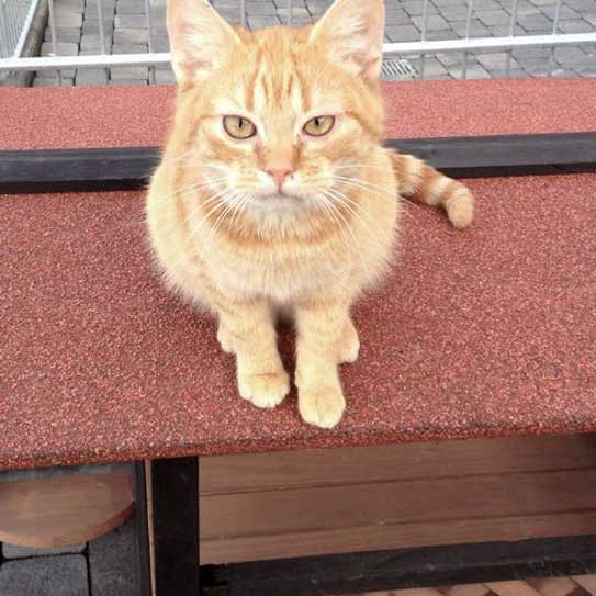 Kater Bernd / © 2015 Arche KaNaum (DN)