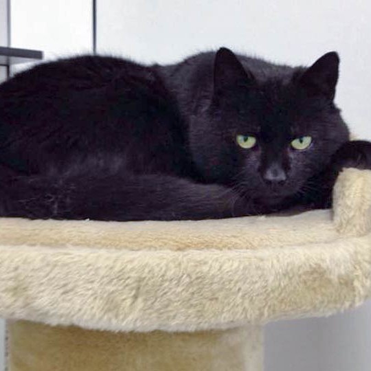 Kater Opi / © 2015 Arche KaNaum (DN)