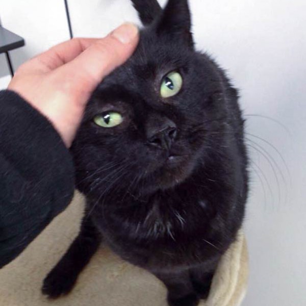 Kater Opi / © 2015 Arche KaNaum (DN)