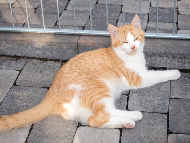 Kater Füchschen / © 2015 Arche KaNaum (NH)