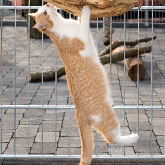 Kater Füchschen / © 2015 Arche KaNaum (NH)