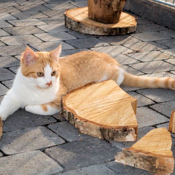 Kater Füchschen / © 2015 Arche KaNaum (NH)