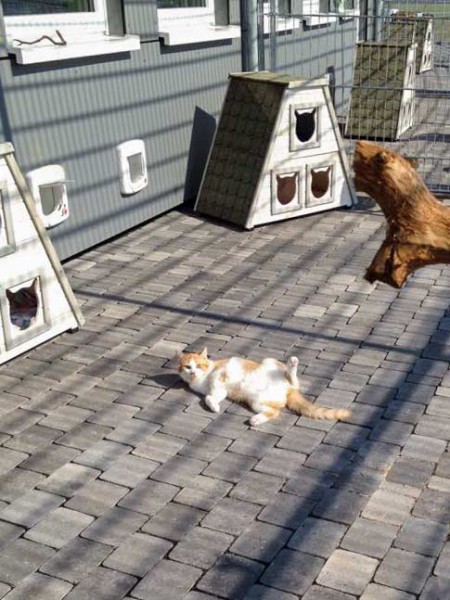 Kater Füchschen / © 2015 Arche KaNaum (DN)