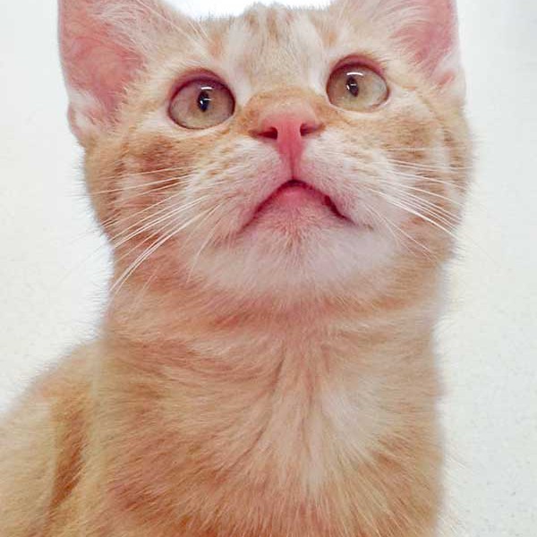 Kater Bernd / © 2015 Arche KaNaum (DN)