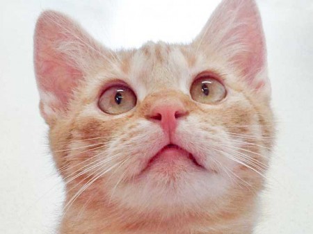 Kater Bernd / © 2015 Arche KaNaum (DN)