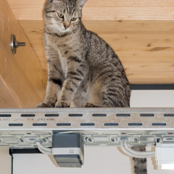 Kater Mario / © 2015 Arche KaNaum (NH)