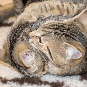 Kater Mario und Luigi beim brüderlichen Zweikampf / © 2015 Arche KaNaum (NH)