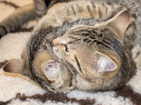 Kater Mario und Luigi beim brüderlichen Zweikampf / © 2015 Arche KaNaum (NH)