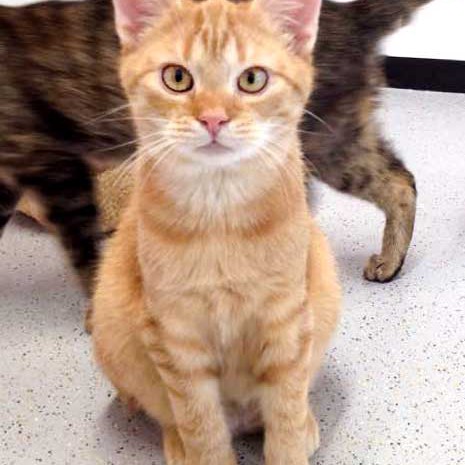 Kater Bernd / © 2015 Arche KaNaum (DN)