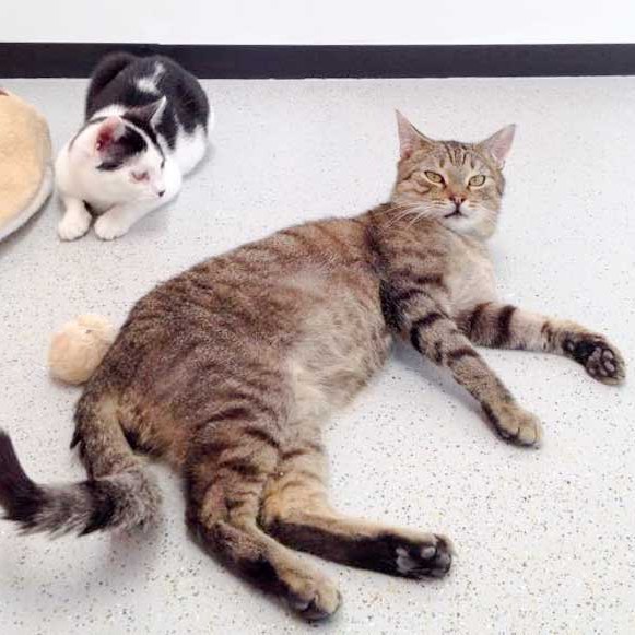 Kater Lenny (v.) und Freundin Huzelchen / © 2015 Arche KaNaum (DN) Kater Lenny (v.) und Freundin Huzelchen / © 2015 Arche KaNaum (DN)