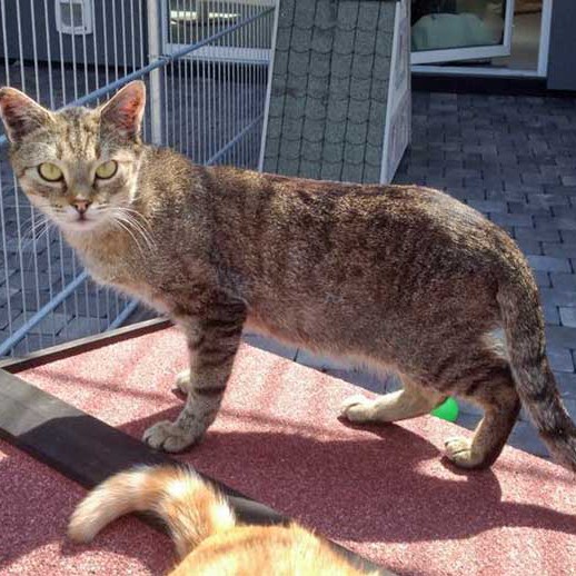 Kater Lenny / © 2015 Arche KaNaum (DN) Kater Lenny / © 2015 Arche KaNaum (DN)