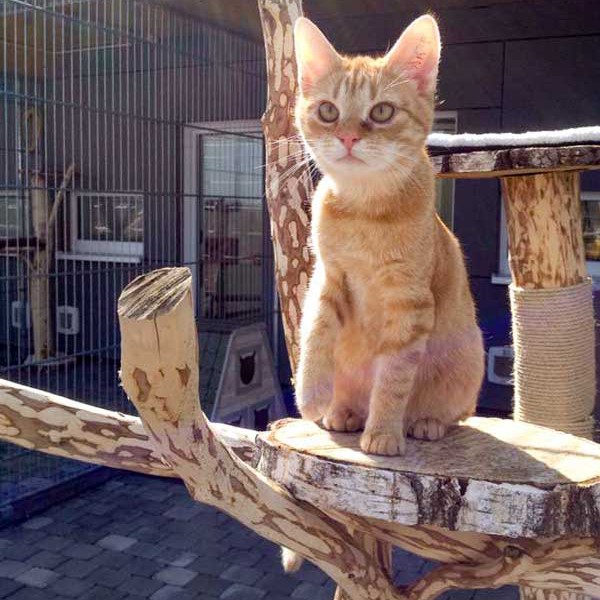 König der Löwen: Kater Bernd / © 2015 Arche KaNaum (DN)