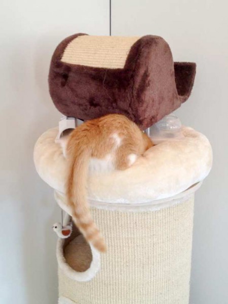 Kater Füchschen / © 2015 Arche KaNaum (DN)