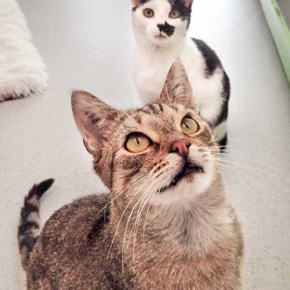 Kater Lenny (v.) und Freundin Huzelchen / © 2015 Arche KaNaum (DN) Kater Lenny (v.) und Freundin Huzelchen / © 2015 Arche KaNaum (DN)