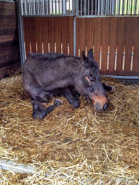 Gnadenhof-Pferd Sir Tobi hat Bauchschmerzen / © 2015 Arche KaNaum (DN)