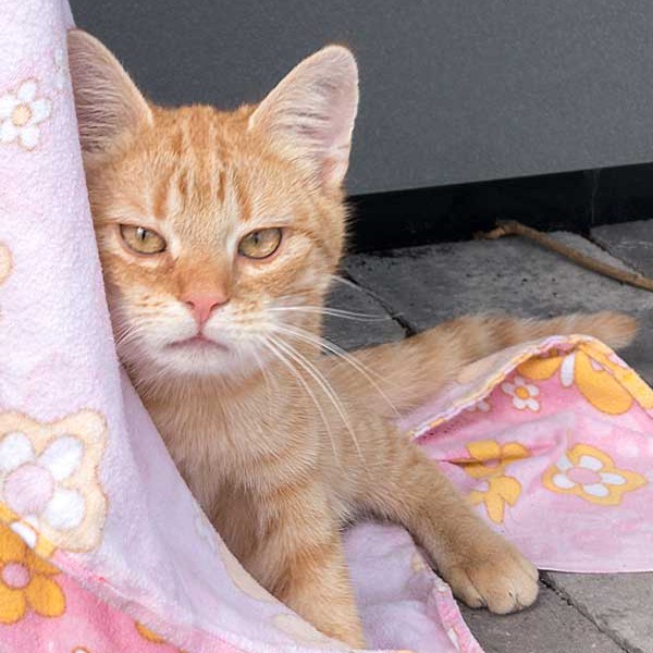 Kater Bernd / © 2015 Arche KaNaum (NH)